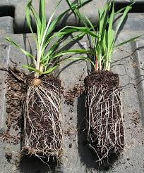 Image result for Pycnostachys schliebenii