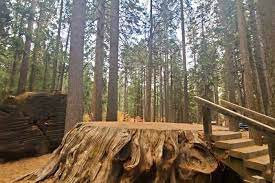 Check spelling or type a new query. Calaveras Big Trees State Park California Park Ranger John