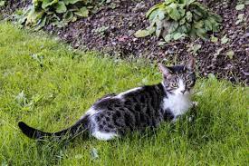 As a result, your garden could be doubling as a neighborhood litter box. Plant Eating Animals Keeping Cats And Dogs Out Of The Garden Dengarden