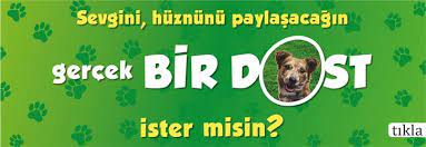 2019 modern tesetturlu gelinlik modelleri bakimli kadin kopek malinois kedi kopek