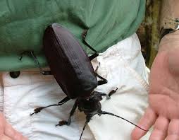 Un Escarabajo Que No Cabe En El Bolsillo Titanus Giganteus Animales Insectos Escarabajo Tipos De Insectos