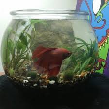 Even though bettas are very small fish and often. Aquascape Betta Bowl 6 Steps Instructables