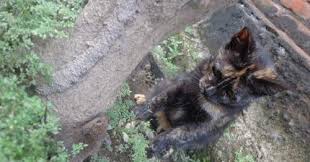 Gambar Kucing Keren Hitam Putih Foto Kucing Kampung Yang Lucu Imut Bagus Keren Warna Hitam Kucing Wallpaper Sc Ipho Kucing Dua Warna Kucing Menggambar Kucing