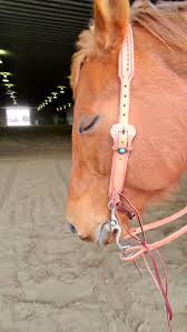 Este caballo es mis raíces, #whoabay , #horses , #plumbersonly , #fashion