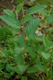 Image result for Waltheria indica