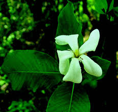 Image result for Gardenia resinifera
