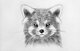 Pin By Anna Hatminskaya On Panda Roux Panda Drawing Baby Animal Drawings Red Panda