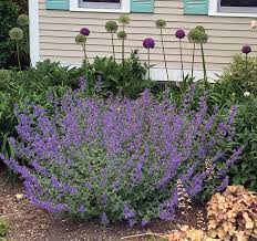 Maybe you would like to learn more about one of these? Annuals And Perennials You Should Know And Grow