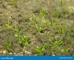 Image result for Subularia