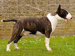 Image result for bulteriér