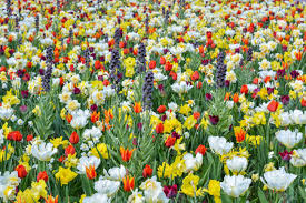 Spring landscape background with fresh spring flowers. A Field Of Different Spring Flowers With Beautiful Colours Stock Photo Picture And Royalty Free Image Image 144963168