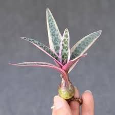 Image result for Seidelia