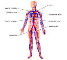 Human heart diagram of simple step. Wiring Diagram And Flowchart Simple Diagram Of Veins And Arteries