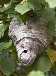 Maybe you would like to learn more about one of these? Tips To Remove Paper Wasp Nests Green Pest Solutions