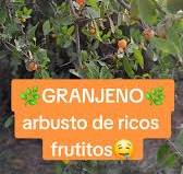 Granjenos | TikTok