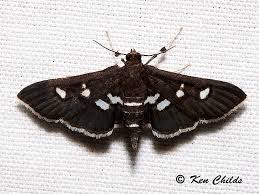 Image result for Disperis sp. nov. aff. bifida