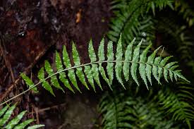 Image result for Asplenium smedsii
