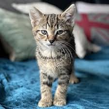Image result for kittens