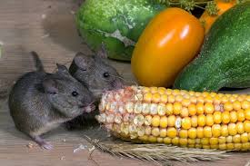 Mice have tiny bodies and need to move very fast, so they need things that can. What Can Pet Mice Eat Different Foods To Try Pet Mice Blog Co Uk
