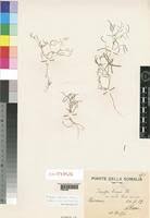 Image result for Indigofera adenoides