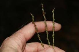 Image result for Alloteropsis semialata