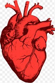 The artist's guide to the dynamics of figure drawing. Heart Anatomy Drawing Heart Biology Human Anatomy Png Pngegg
