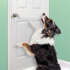 Maybe he's crying or whining, too, making it impossible to get any sleep. How To Stop Dog From Scratching Door When I Leave Top Guide
