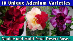 Check spelling or type a new query. 10 Best Double Petal Adenium And Multi Petal Adenium Varieties Double Petal Desert Rose Youtube