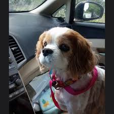 Pet care center of apopka apopka •. Pet Care Center Of Apopka Inicio Facebook