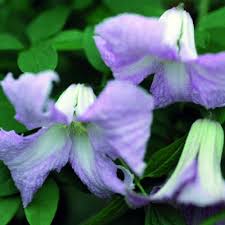 Image result for Clematis dolichopoda