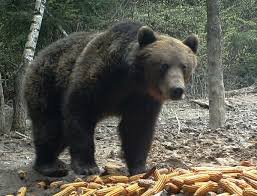 Bolsas de governo da rússia. In Zona Avrig RacoviÅ£a Turnu Rosu TrÄƒiesc De Patru Ori Mai MulÅ£i Ursi Decat Ar Fi Normal Eveniment Tribuna