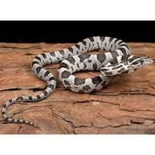 Black And White Corn Snake For Sale Pet Supplies Pet Accessories And Many Pet Products Petsmart Corn Snake Reptiles Pet Pet Snake
