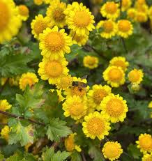 Image result for Chrysanthellum indicum