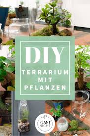 Terrarium Mit Pflanzen Diy Oase Im Glas Pflanzen Terrarium Pflanzen Terrarienpflanzen