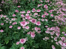 Image result for Astrantia major `Roma`