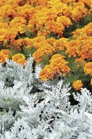 In more shade, the silver look of the leaves will be less intense and the plants will look greener. Dusty Miller Varieties