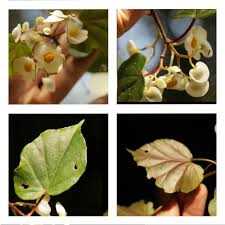 Image result for Begonia meyeri-johannis