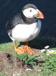 Shetland Islands United Kingdom Shetland Islands Shetland Islands Scotland Shetland