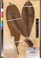 Image result for Ficus saussureana