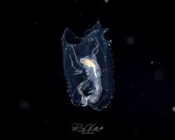 Image result for Amphiasma