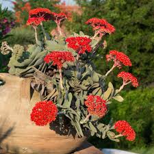 Image result for Crassula perfoliata