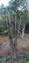 Image result for Thecacoris spathulifolia