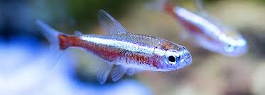 You may see betta fish housed in tiny plastic bowls in stores, but bettas can jump, so make sure the tank has a lid. Community Fish Tanks Compatible Fish Petsmart