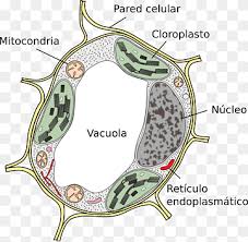 Vacuoles are responsible for a wide variety of important functions in a cell. Vacuole Png Images Pngwing