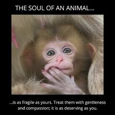 Treat animals with kindness and respect