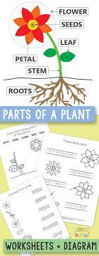 Free Printable Parts Of A Plant Worksheets Itsybitsyfun Com Plants Worksheets Plant Activities Plants Kindergarten