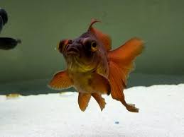More images for purple butterfly telescope goldfish » Purple Butterfly Telescope Comet Goldfish Beautiful Fish Goldfish