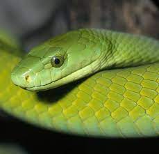 Dangerous Green Mamba Close Up Snake Facts And Information Mamba Snake Snake Facts South African Animals