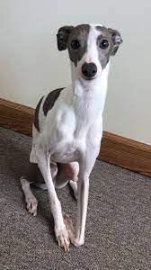 We hope this web site is helpful to you. This Is My Italian Greyhound Mike Aww