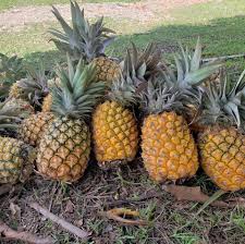 Profile for san juan piñas